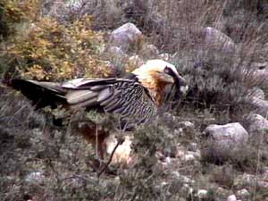 Local Vultures